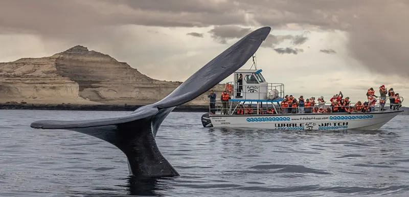 Avistaje de Ballenas